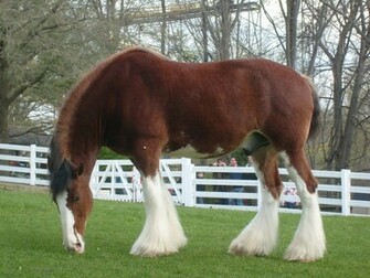 Clydesdale Horse Wallpaper By Artmistress314