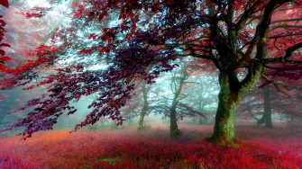 HD Nature Wallpaper