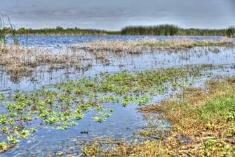 Wetlands Background Scenic Water Green Photo From Needpix