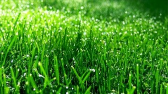Desktop HD Wallpaper Met Groen Nat Gras Computer