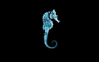 Seahorse Wallpaper Animals Horses HD Desktop