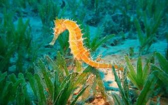 Ocean Animals Wallpaper