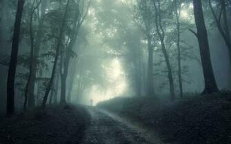Fog Forest