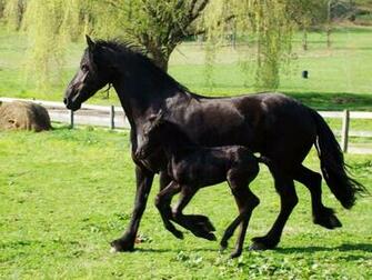 Cute Friesian Horses Image Horse Wallpaper