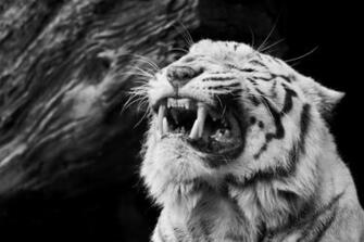 Baby Tiger Wallpaper For Mac Lf Wallx Desktop