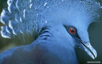 Wallpaper Animal Microsoft Exquisite Pictures