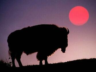 Bison Wallpaper