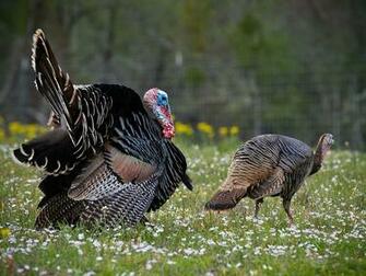 Wild Turkey Desktop Background