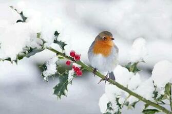 Snow Bird Wallpaper