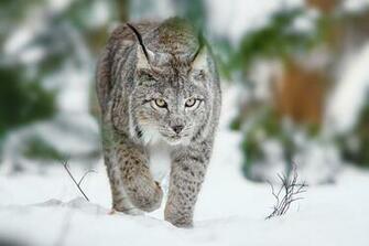 Lynx Computer Wallpaper Desktop Background
