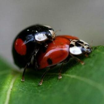 Animals Lady Bird HD Walls Find Wallpaper
