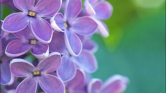 Lilac Wallpaper