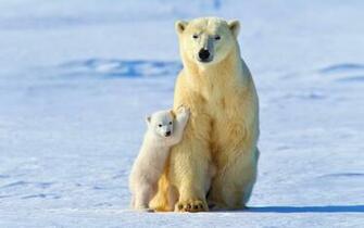 Wallpaper White Bear Baby Polar Bears Winter Snow Light