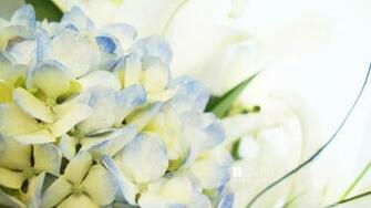 Blue Hydrangea And Lilies Wallpaper