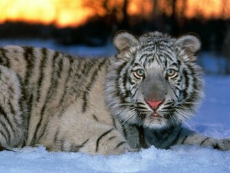 Cat Wallpaper Big Cats