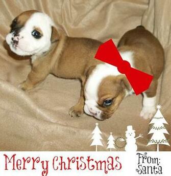 Bulldog Pros English Puppies For Christmas