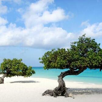 Beautiful Wallpaper Of Divi Trees In Aruba Island Beach