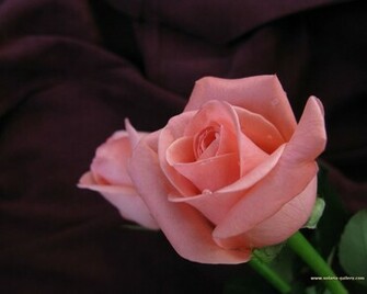 Source Url Solaria Online Bg Gobelins Rose Wallpaper Htm
