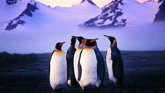 Penguin Wallpaper High Resolution Wxe5cb6 4usky