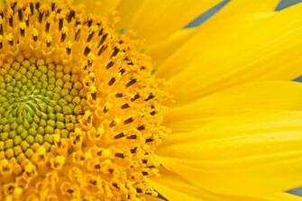Best Girasol Pictures Image
