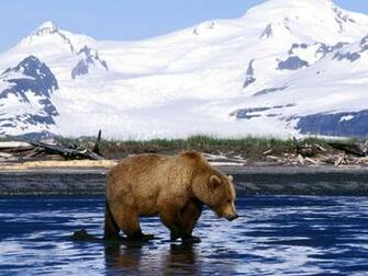 Bear Wallpaper Bears
