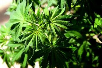 Pot Leaf Wallpaper