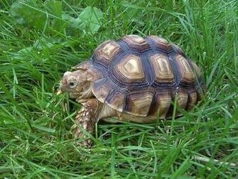 Wallpaper Collection Turtle