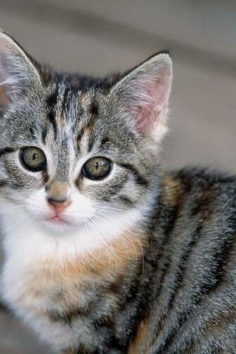 Cute Kitten iPhone Wallpaper Search Results Animal Planet