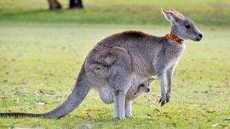 Photographer On Animals Kangaroo Image Animal Wallpaper