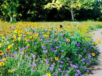 Desktop Wallpaper Field Of Wildflowers