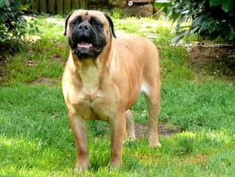 Bullmastiff Dogs Breeds Pets
