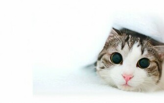 Cats White Wallpaper Background