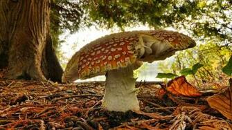 Mushroom Desktop Pc And Mac Wallpaper