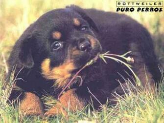 Rottweiler Samoyedo Collie