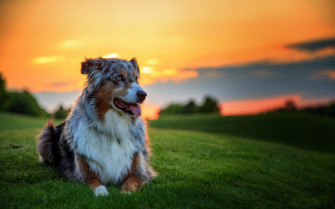 Dog Screensavers And Wallpaper Image