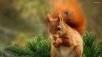 File Name Cute Baby Squirrels Wallpaper Jpg