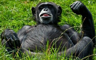 Funny Chimpanzee Wallpaper