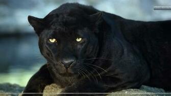 Black Leopard Wallpaper