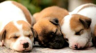 Coronavirus Coffee Break National Puppy Day Nbc Dallas Fort Worth