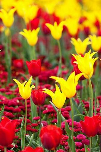 For iPhone Nature And Landscape Wallpaper Tulips