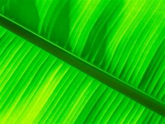 Green Banana Leaf Wallpaper 10wallpaper