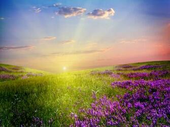 Flower Field Wallpaper