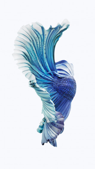 iPhone 6s Fish Wallpaper