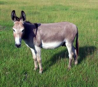 Untitled Donkey Animal Desktop Wallpaper HD