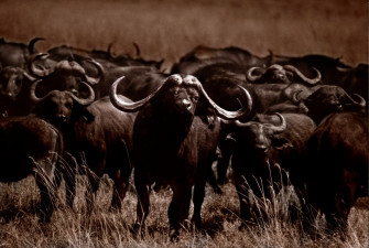 Wildebeest Wallpaper