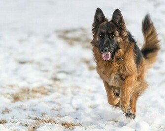 Snow German Shepherd Wallpaper