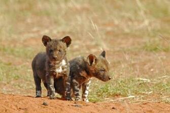 African Wild Dog Wallpaper Background