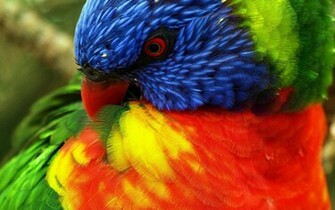 Parrots Large Size Close Up Wall Animal Wallpaper
