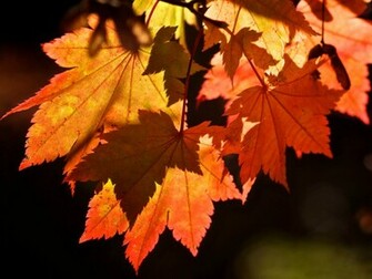 Autumn Leaf Background
