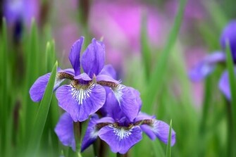 Earth Iris Wallpaper